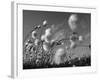 Cotton Grass, Blowing in Wind Against Blue Sky, Norway-Pete Cairns-Framed Photographic Print