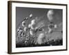 Cotton Grass, Blowing in Wind Against Blue Sky, Norway-Pete Cairns-Framed Photographic Print