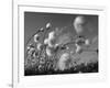 Cotton Grass, Blowing in Wind Against Blue Sky, Norway-Pete Cairns-Framed Photographic Print