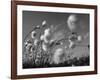 Cotton Grass, Blowing in Wind Against Blue Sky, Norway-Pete Cairns-Framed Photographic Print