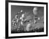 Cotton Grass, Blowing in Wind Against Blue Sky, Norway-Pete Cairns-Framed Photographic Print