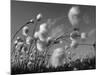 Cotton Grass, Blowing in Wind Against Blue Sky, Norway-Pete Cairns-Mounted Photographic Print