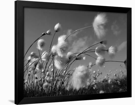 Cotton Grass, Blowing in Wind Against Blue Sky, Norway-Pete Cairns-Framed Photographic Print