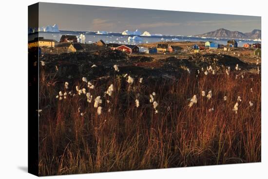 Cotton Grass (Eriophorum Sp) Near Coastal Settlement, Saqqaq, Greenland, August 2009-Jensen-Stretched Canvas