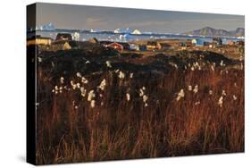 Cotton Grass (Eriophorum Sp) Near Coastal Settlement, Saqqaq, Greenland, August 2009-Jensen-Stretched Canvas