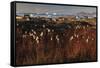 Cotton Grass (Eriophorum Sp) Near Coastal Settlement, Saqqaq, Greenland, August 2009-Jensen-Framed Stretched Canvas