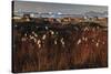 Cotton Grass (Eriophorum Sp) Near Coastal Settlement, Saqqaq, Greenland, August 2009-Jensen-Stretched Canvas