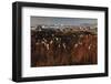 Cotton Grass (Eriophorum Sp) Near Coastal Settlement, Saqqaq, Greenland, August 2009-Jensen-Framed Photographic Print