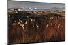 Cotton Grass (Eriophorum Sp) Near Coastal Settlement, Saqqaq, Greenland, August 2009-Jensen-Mounted Photographic Print