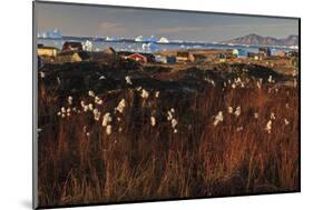 Cotton Grass (Eriophorum Sp) Near Coastal Settlement, Saqqaq, Greenland, August 2009-Jensen-Mounted Photographic Print