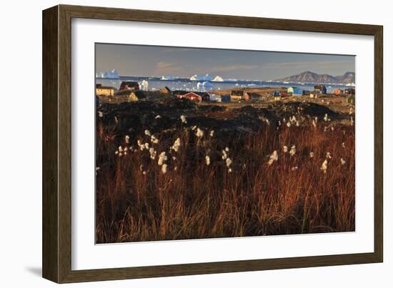 Cotton Grass (Eriophorum Sp) Near Coastal Settlement, Saqqaq, Greenland, August 2009-Jensen-Framed Photographic Print