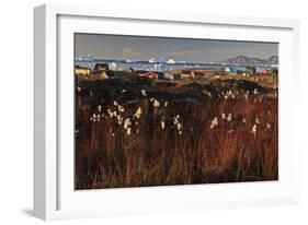 Cotton Grass (Eriophorum Sp) Near Coastal Settlement, Saqqaq, Greenland, August 2009-Jensen-Framed Photographic Print