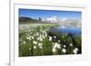 Cotton grass frames snowy peaks reflected in water, Val Dal Bugliet, Bernina Pass, Canton of Graubu-Roberto Moiola-Framed Photographic Print