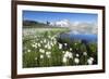 Cotton grass frames snowy peaks reflected in water, Val Dal Bugliet, Bernina Pass, Canton of Graubu-Roberto Moiola-Framed Photographic Print