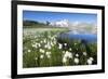 Cotton grass frames snowy peaks reflected in water, Val Dal Bugliet, Bernina Pass, Canton of Graubu-Roberto Moiola-Framed Photographic Print