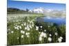 Cotton grass frames snowy peaks reflected in water, Val Dal Bugliet, Bernina Pass, Canton of Graubu-Roberto Moiola-Mounted Photographic Print