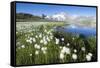 Cotton grass frames snowy peaks reflected in water, Val Dal Bugliet, Bernina Pass, Canton of Graubu-Roberto Moiola-Framed Stretched Canvas