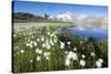Cotton grass frames snowy peaks reflected in water, Val Dal Bugliet, Bernina Pass, Canton of Graubu-Roberto Moiola-Stretched Canvas