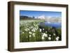 Cotton grass frames snowy peaks reflected in water, Val Dal Bugliet, Bernina Pass, Canton of Graubu-Roberto Moiola-Framed Photographic Print