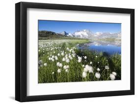 Cotton grass frames snowy peaks reflected in water, Val Dal Bugliet, Bernina Pass, Canton of Graubu-Roberto Moiola-Framed Photographic Print