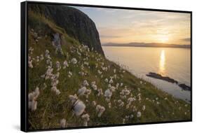 Cotton grass growing on Garbh Eilean, Hebrides, Scotland-SCOTLAND: The Big Picture-Framed Stretched Canvas