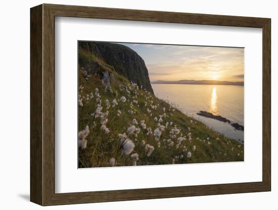 Cotton grass growing on Garbh Eilean, Hebrides, Scotland-SCOTLAND: The Big Picture-Framed Photographic Print