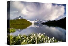 Cotton grass in bloom surrounding Bachalpsee lake and mountains, Grindelwald, Bernese Oberland-Roberto Moiola-Stretched Canvas