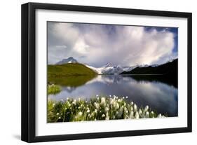 Cotton grass in bloom surrounding Bachalpsee lake and mountains, Grindelwald, Bernese Oberland-Roberto Moiola-Framed Photographic Print