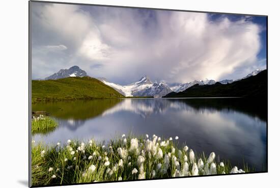 Cotton grass in bloom surrounding Bachalpsee lake and mountains, Grindelwald, Bernese Oberland-Roberto Moiola-Mounted Photographic Print