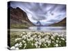 Cotton grass on lake Riffelsee while a thunderstorm hits the Matterhorn Zermatt Canton of Valais Sw-ClickAlps-Stretched Canvas