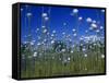 Cotton Grass, Susitna River, Alaska, USA-John Warburton-lee-Framed Stretched Canvas