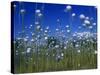 Cotton Grass, Susitna River, Alaska, USA-John Warburton-lee-Stretched Canvas