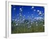 Cotton Grass, Susitna River, Alaska, USA-John Warburton-lee-Framed Photographic Print