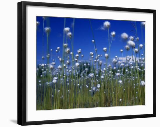 Cotton Grass, Susitna River, Alaska, USA-John Warburton-lee-Framed Photographic Print