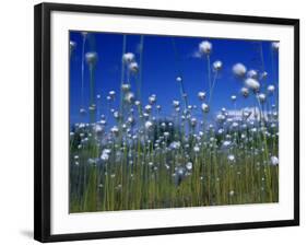 Cotton Grass, Susitna River, Alaska, USA-John Warburton-lee-Framed Photographic Print