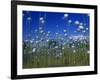 Cotton Grass, Susitna River, Alaska, USA-John Warburton-lee-Framed Photographic Print