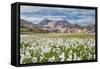 Cotton Grass-Michael Blanchette-Framed Stretched Canvas