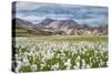 Cotton Grass-Michael Blanchette-Stretched Canvas