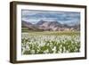 Cotton Grass-Michael Blanchette-Framed Photographic Print