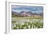 Cotton Grass-Michael Blanchette-Framed Photographic Print