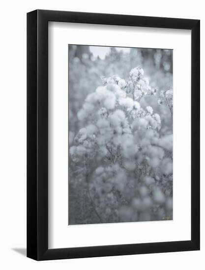 Cotton Hill Black and White-null-Framed Photographic Print