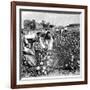 Cotton Industry, Early 20th Century-Science Photo Library-Framed Photographic Print