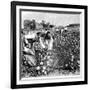 Cotton Industry, Early 20th Century-Science Photo Library-Framed Photographic Print