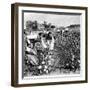 Cotton Industry, Early 20th Century-Science Photo Library-Framed Photographic Print