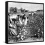 Cotton Industry, Early 20th Century-Science Photo Library-Framed Stretched Canvas