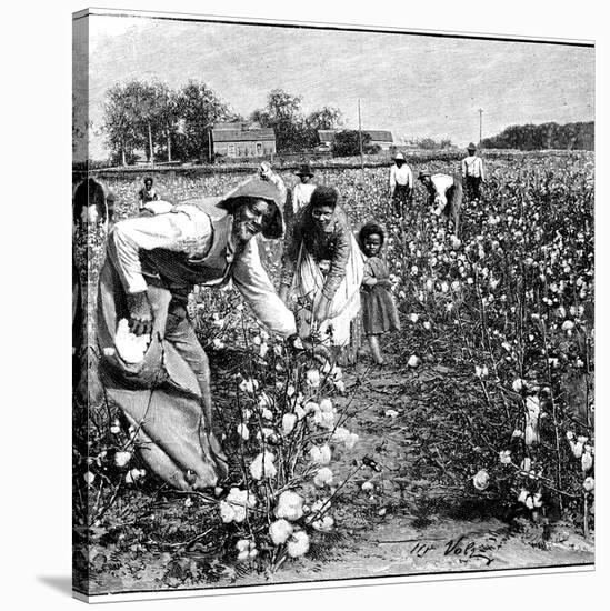 Cotton Industry, Early 20th Century-Science Photo Library-Stretched Canvas
