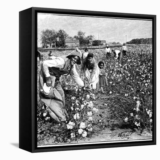 Cotton Industry, Early 20th Century-Science Photo Library-Framed Stretched Canvas