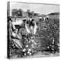 Cotton Industry, Early 20th Century-Science Photo Library-Stretched Canvas