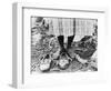 Cotton Picker, 1937-Dorothea Lange-Framed Premium Photographic Print