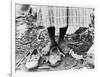 Cotton Picker, 1937-Dorothea Lange-Framed Photographic Print